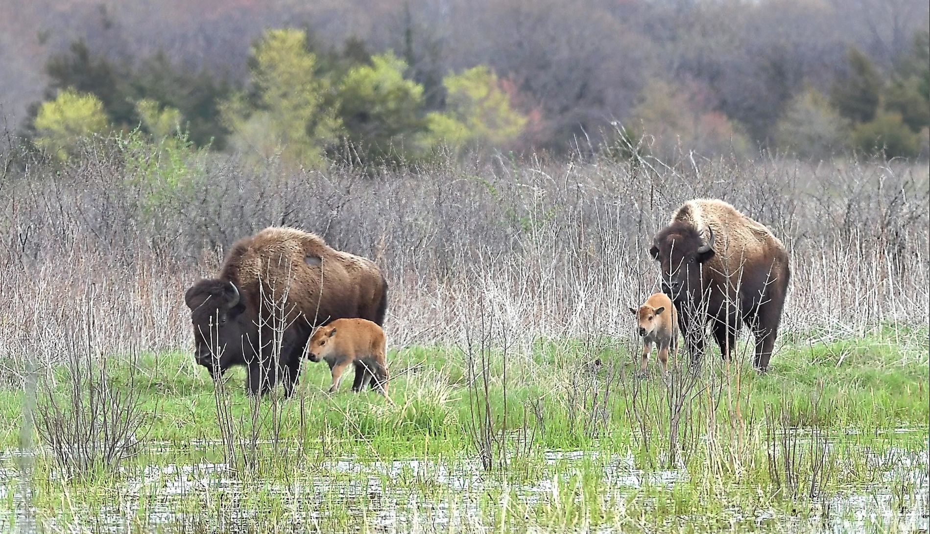 Bison babies
